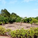 61 JARDIN FRUTALES1, FRUIT TREE GARDEN 1