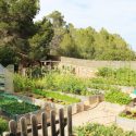 62 HUERTO, VEGETABLE GARDEN