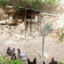 63 GALLINERO, HEN HOUSE