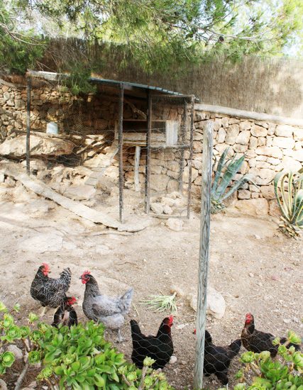 63 GALLINERO, HEN HOUSE